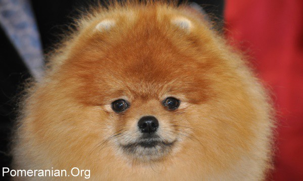 Pomeranian with floppy store ears