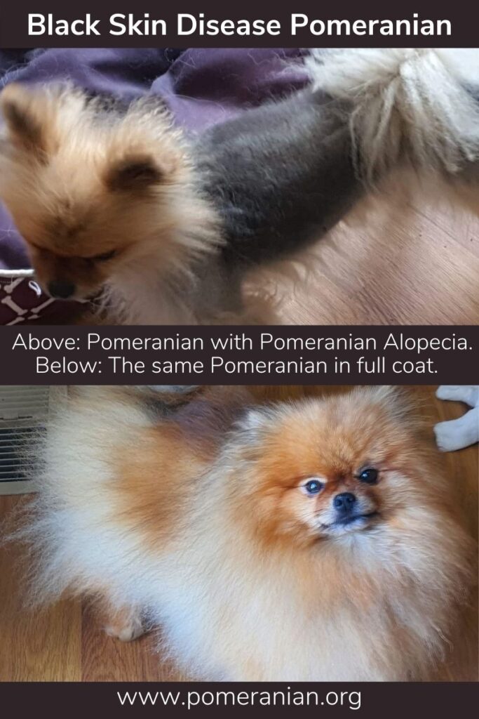 Pomeranian Alopecia
