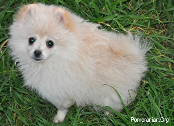 Pomeranian Puppy 