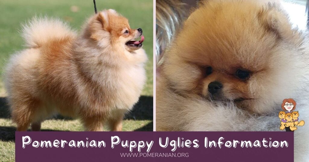 Pomeranian Puppy Uglies
