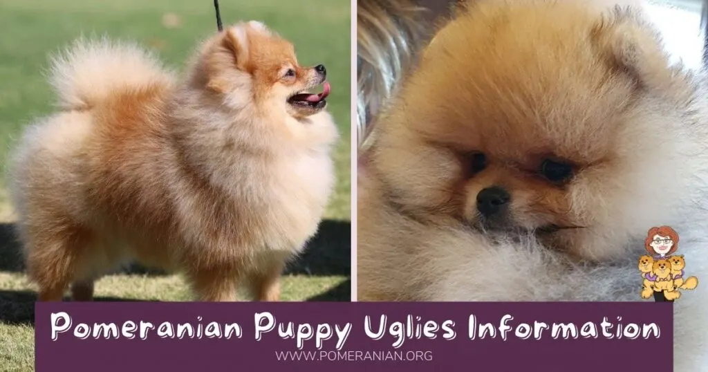 why do pomeranian puppies lose hair