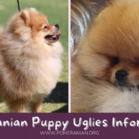 Pomeranian Puppy Uglies