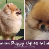 Pomeranian Puppy Uglies
