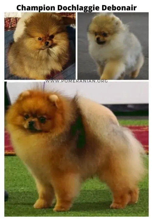 Pomeranian before and after puppy uglies