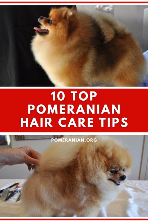 how do i make my pomeranian fur fluffy