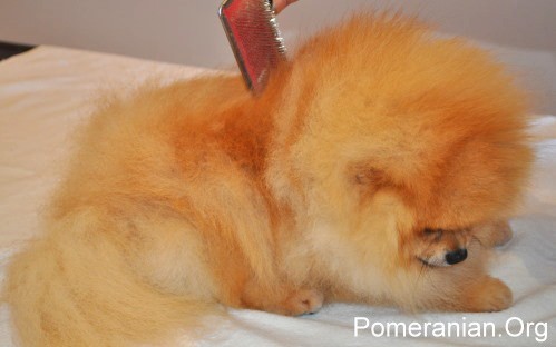 cum să periați un Pomeranian folosind o perie cu pini