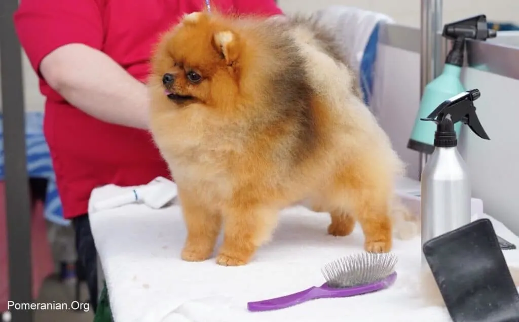 How To Brush A Pomeranian: Complete Instructions And Photos