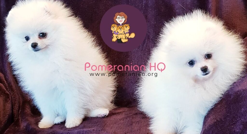 Images of white Pomeranian puppies