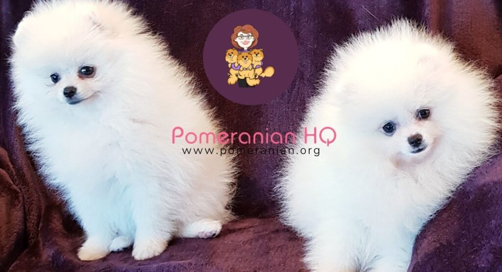 White pomeranian store puppy price