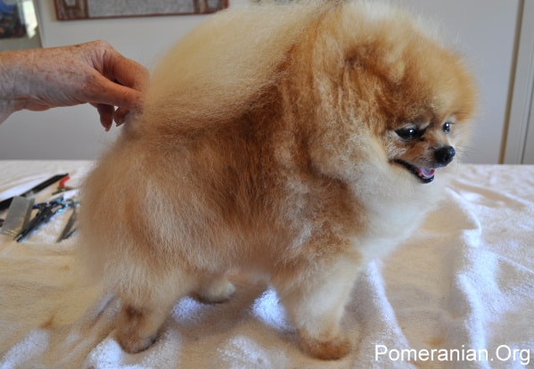 Pomeranian Grooming