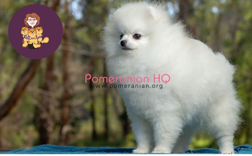 Pictures of white Pom dog