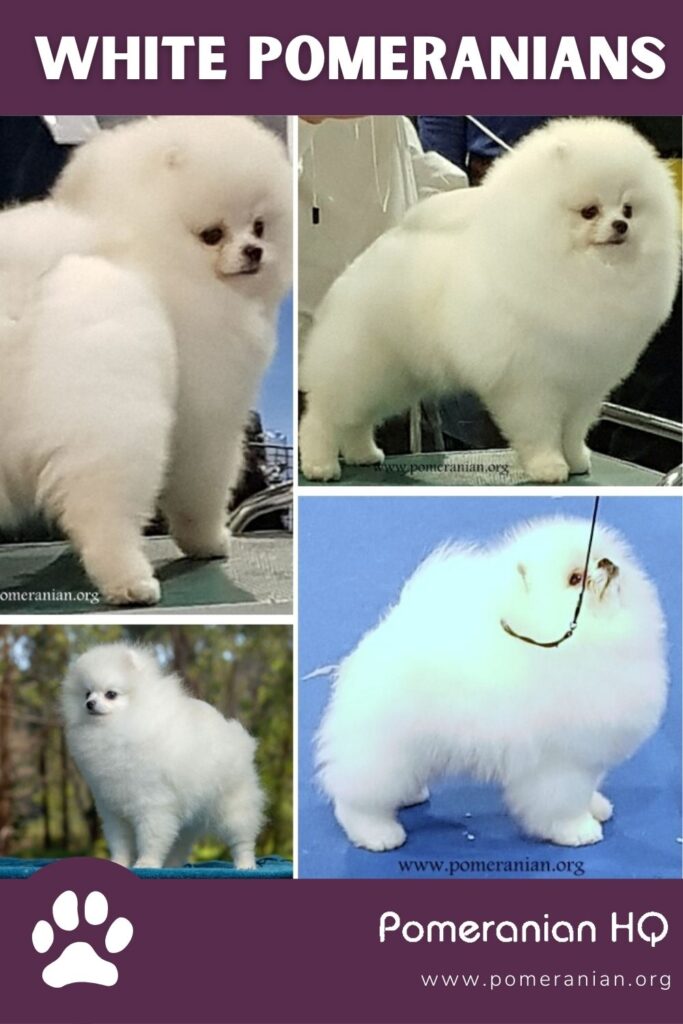 White Pomeranian dogs