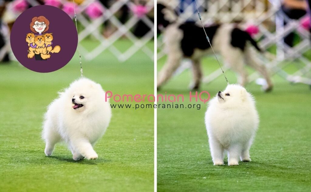 Pictures of white Pomeranian puppies
