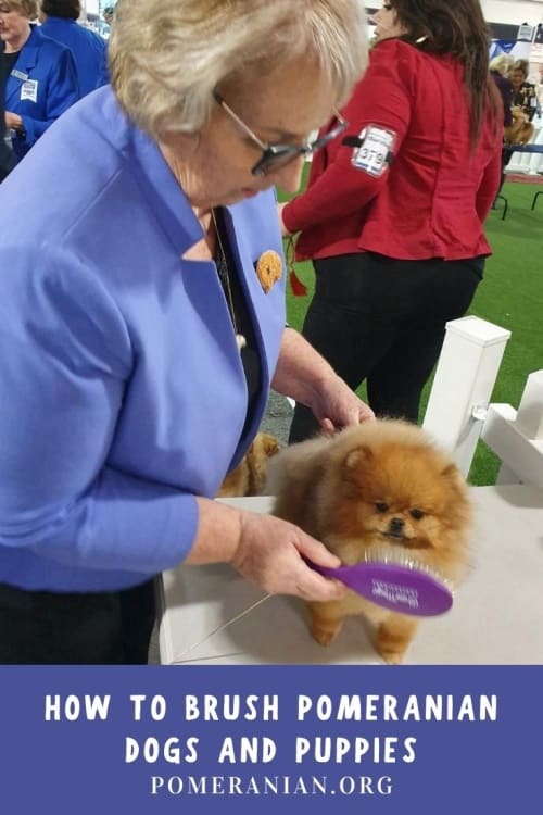 Pomeranian Brushing Tips