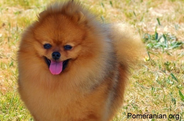 Pomeranian Dog