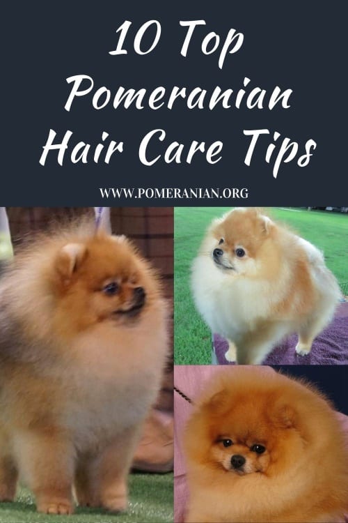 Pomeranian Hair Care Tips