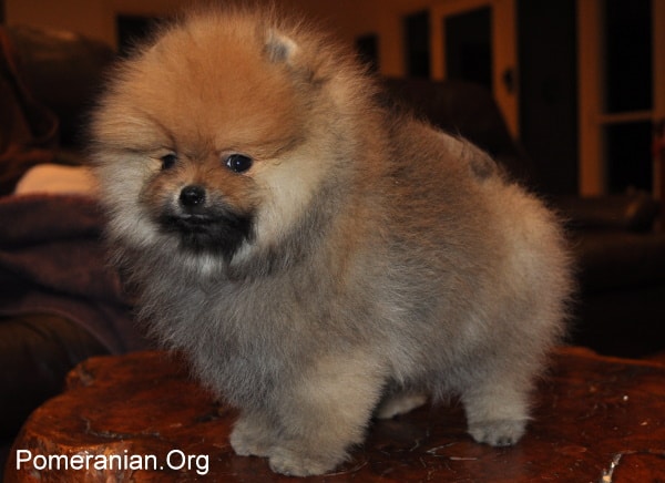 Pomeranian Puppy