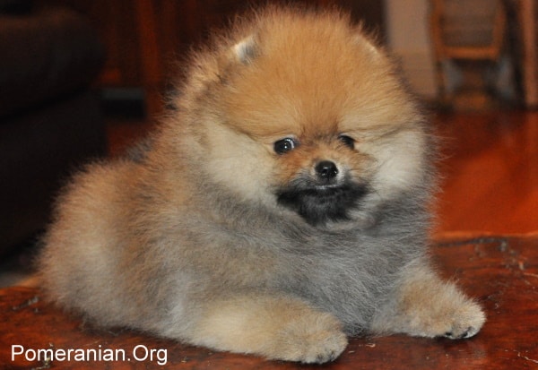 Pomeranian Puppy