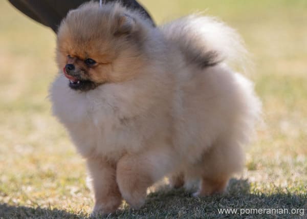 Are Pomeranians Good With Other Dogs