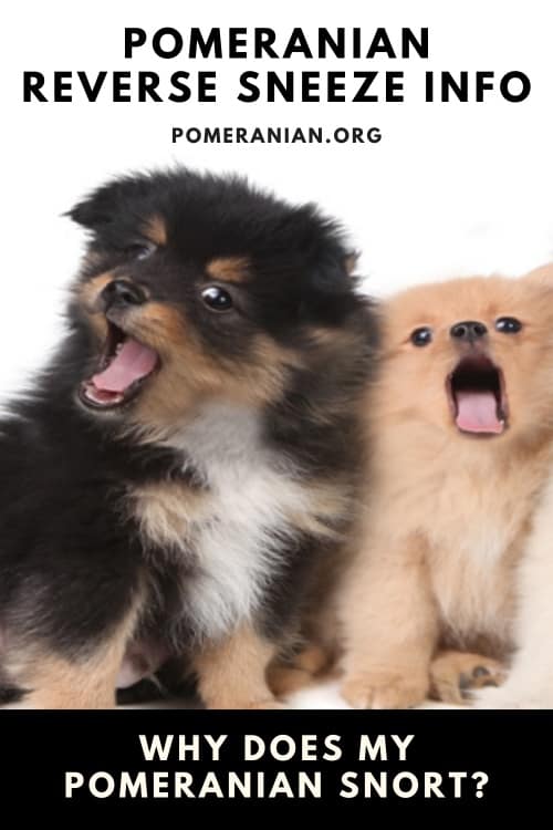 Pomeranian Reverse Sneeze