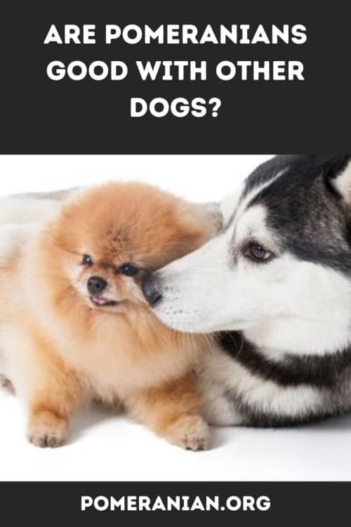 Pomeranians With Other Dogs