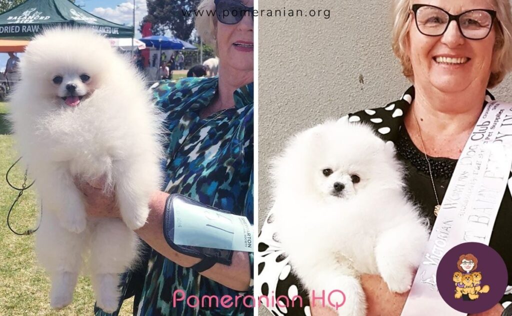 The Author and a prize-winning white Pomeranian puppy.