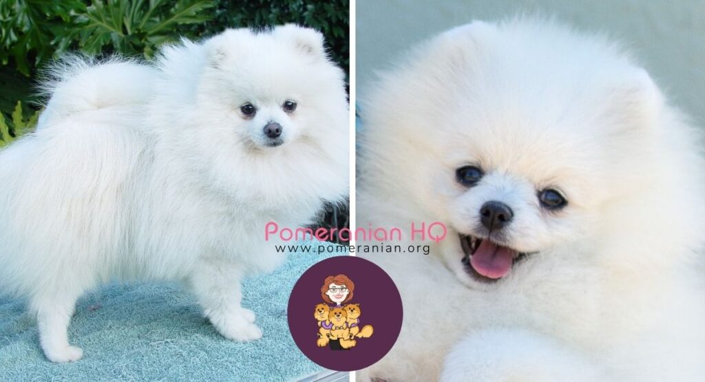 White pomeranian store with blue eyes