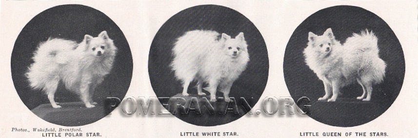 Mrs Pope's White Pomeranians 1909