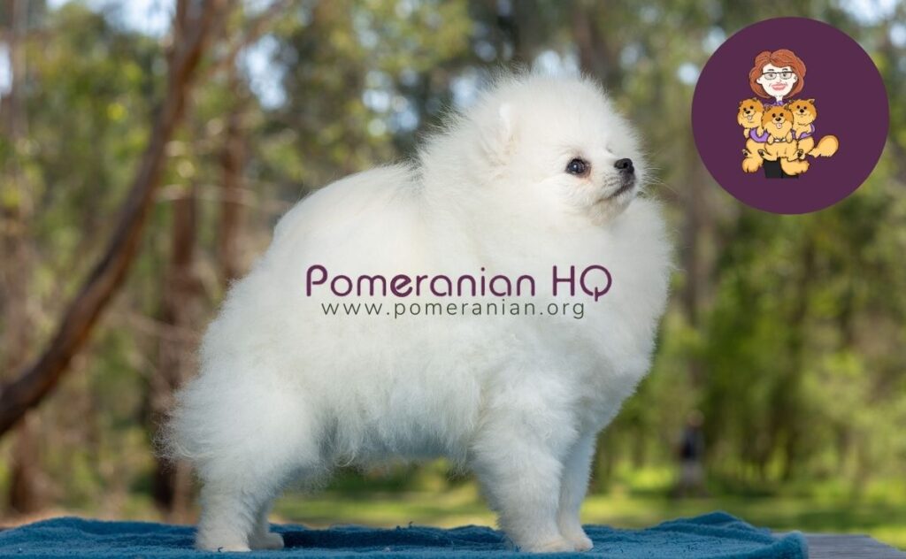 are there white pomeranians