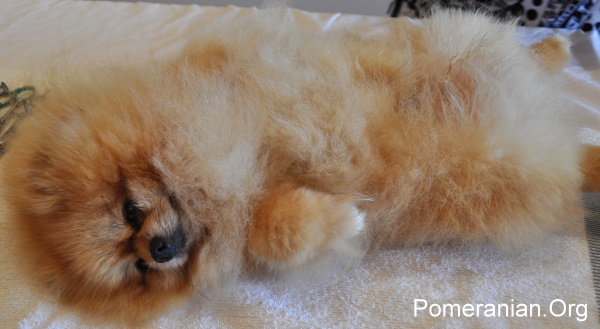 Come spazzolare una Pomerania