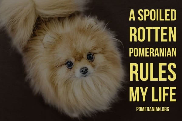 Pomeranian quotes. A Spoiled Rotten Pomeranian Rules My Life