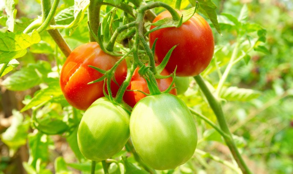 Can Dogs Eat Green Tomatoes?