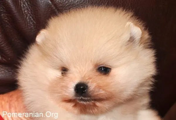 Cream Pomeranian Puppy 