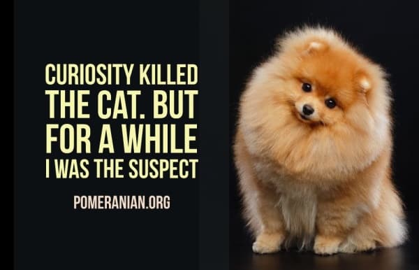 Pomeranian Memes, Curiosity Killed The Cat, But For A While I Was The Suspect