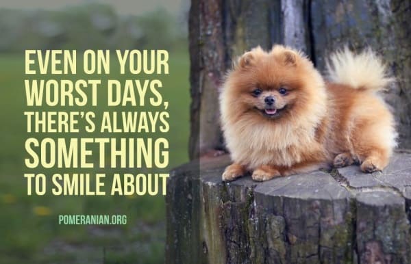 Pomeranian Quote, Even On Your Worst Days There Is Always Something To Smile About