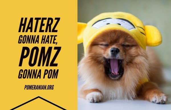 Pomeranian Meme, Haterz Gonna Hate, Pomz Gonna Pom