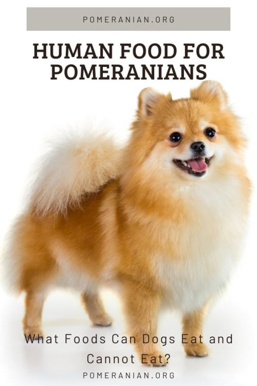 What human food shop can pomeranians eat