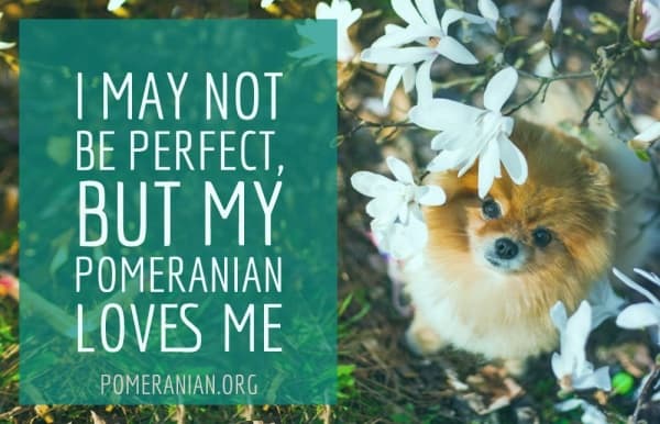 Pomeranian Memes, I May Not Be Perfect, But My Pomeranian Loves Me