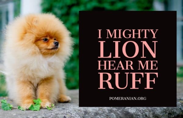 Pomeranian Meme,I Mighty Lion, Hear Me Ruff