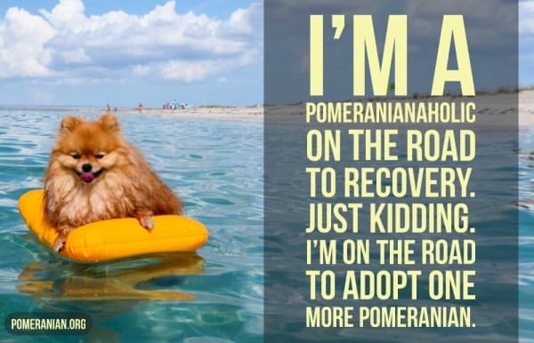 Pomeranian Quote, I'm A Pomaholic