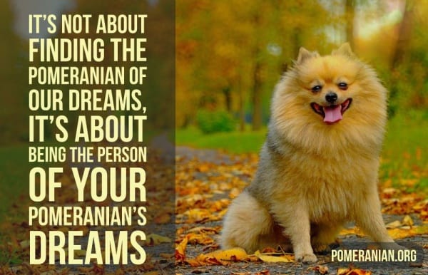 It is Not About Finding The Pomeranian Of Your Dreams