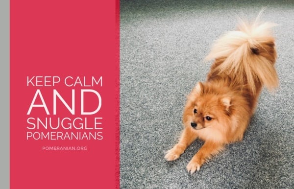 Pomeranian Quotes, Keep Calm And Snuggle Pomeranians