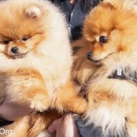 Pomeranian Dogs