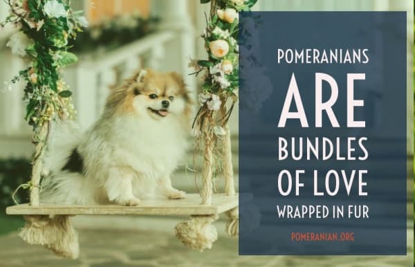 Pomeranians Are Bundles of Love Wrapped in Fur