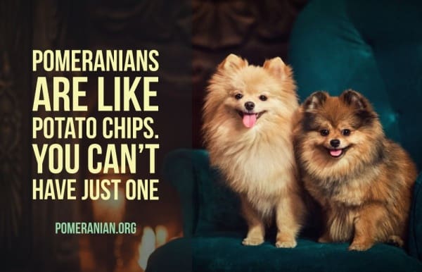 Pomeranians Are Like Potato Chips, You Can't Have Just One