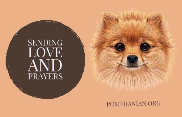 Pomeranian Meme,Sending Love and Prayers