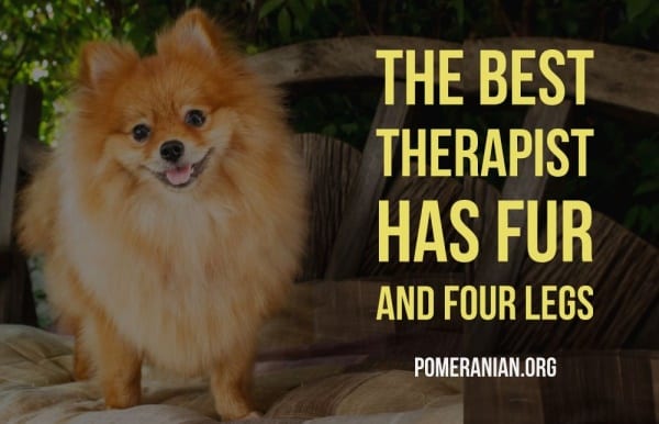 The Best Therapist Has Fur And Four Legs