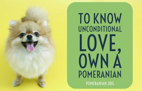 To Know Unconditional Love, Own A Pomeranian
