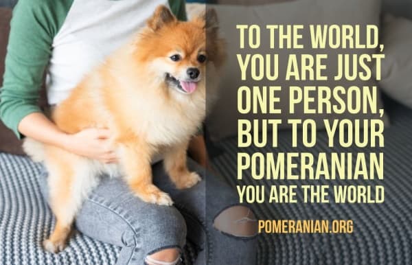 Pomeranian Quote, To The World, You Are Just One Person, But To Your Pomeranian You Are The World