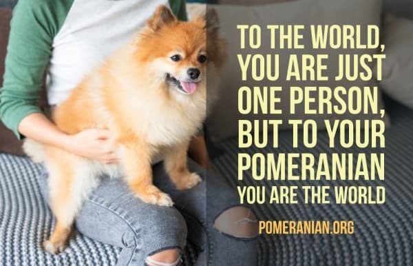 Pomeranian Memes